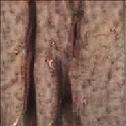 Free Localsex Florida